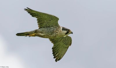 Faucon pèlerin, Falco peregrinus