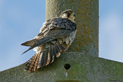 Faucon pèlerin, Falco peregrinus