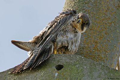 Faucon pèlerin, Falco peregrinus