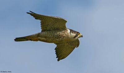 Faucon pèlerin, Falco peregrinus