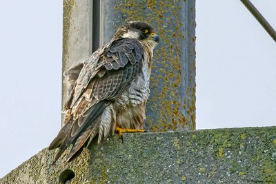 Faucon pèlerin, Falco peregrinus
