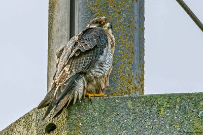 Faucon pèlerin, Falco peregrinus
