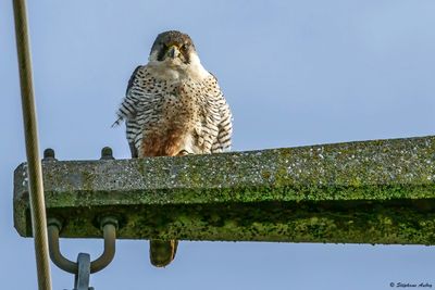 Faucon pèlerin, Falco peregrinus