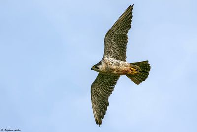 Faucon pèlerin, Falco peregrinus