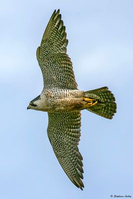 Faucon pèlerin, Falco peregrinus