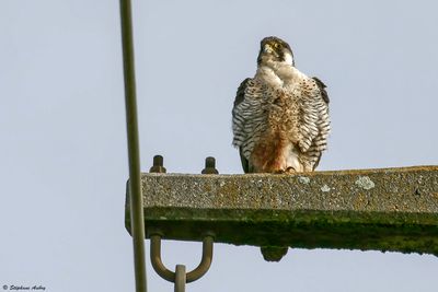 Faucon pèlerin, Falco peregrinus