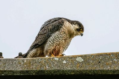 Faucon pèlerin, Falco peregrinus