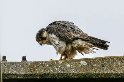 Faucon pèlerin, Falco peregrinus