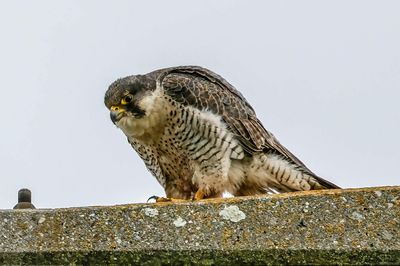 Faucon pèlerin, Falco peregrinus