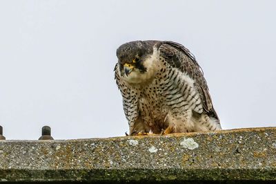 Faucon pèlerin, Falco peregrinus
