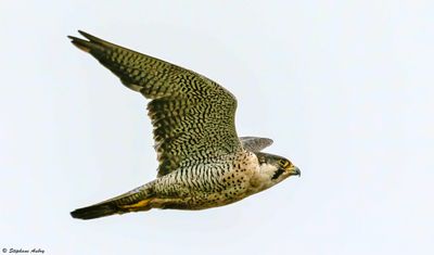 Faucon pèlerin, Falco peregrinus