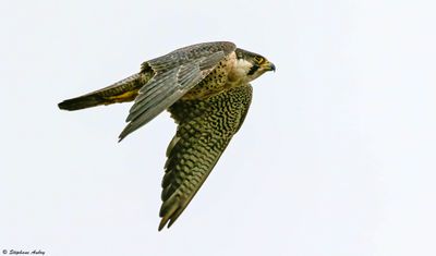 Faucon pèlerin, Falco peregrinus