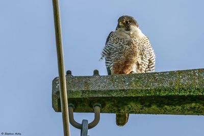 Faucon pèlerin, Falco peregrinus