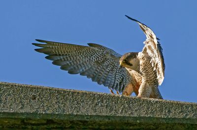 Faucon pèlerin, Falco peregrinus