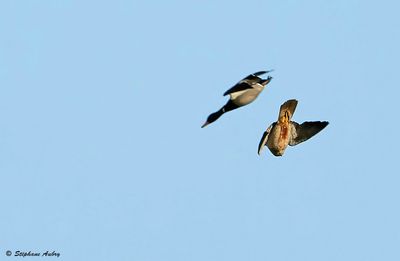 Faucon pèlerin, Falco peregrinus