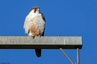 Faucon pèlerin, Falco peregrinus