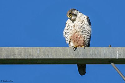 Faucon pèlerin, Falco peregrinus