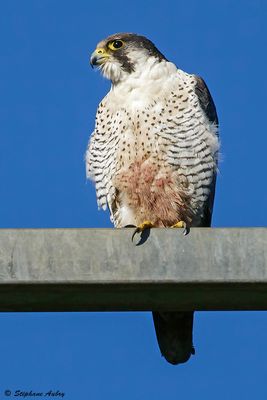 Faucon pèlerin, Falco peregrinus