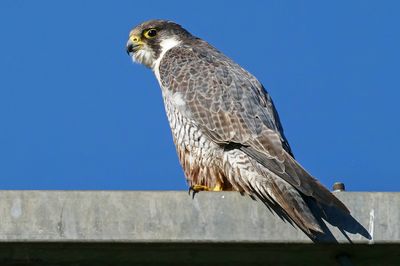 Faucon pèlerin, Falco peregrinus