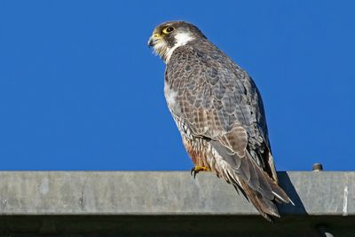 Faucon pèlerin, Falco peregrinus