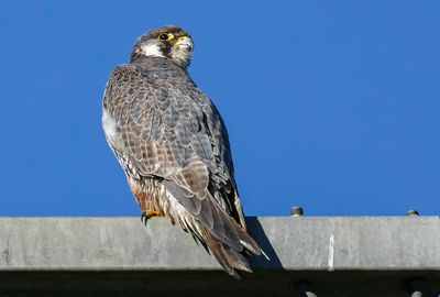 Faucon pèlerin, Falco peregrinus