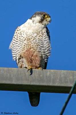 Faucon pèlerin, Falco peregrinus