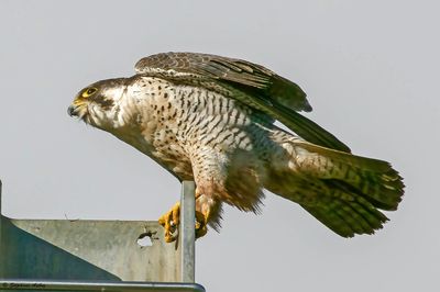 Faucon pèlerin, Falco peregrinus