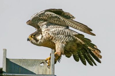 Faucon pèlerin, Falco peregrinus