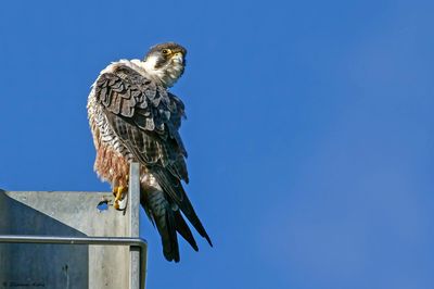Faucon pèlerin, Falco peregrinus