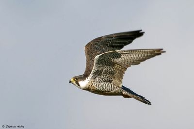Faucon pèlerin, Falco peregrinus