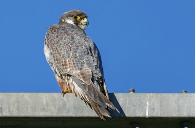 Faucon pèlerin, Falco peregrinus