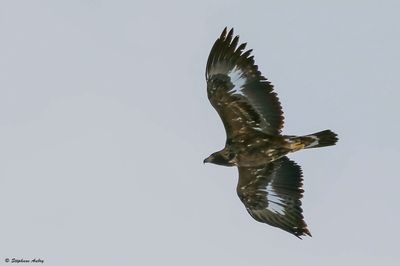 Aigle royal, Aquila chrysaetos