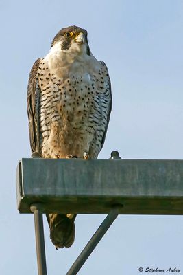 Faucon pèlerin, Falco peregrinus