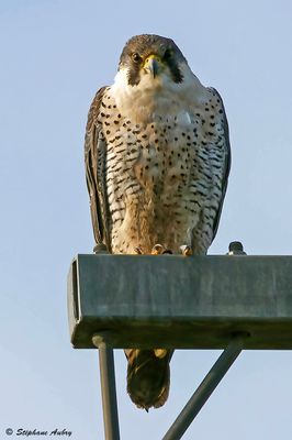 Faucon pèlerin, Falco peregrinus