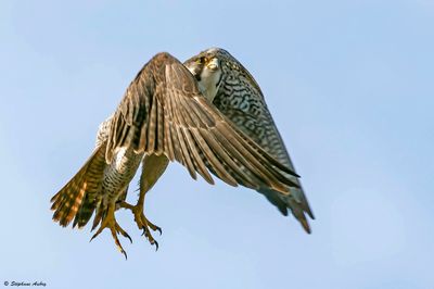 Faucon pèlerin, Falco peregrinus