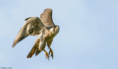 Faucon pèlerin, Falco peregrinus