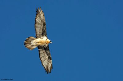 Gypačte barbu, Gypaetus barbatus