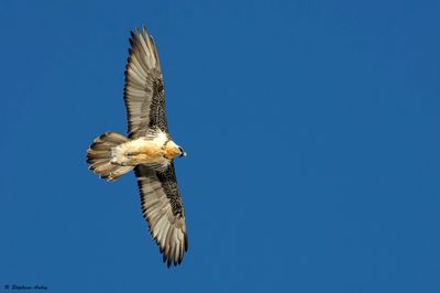 Gypate barbu, Gypaetus barbatus