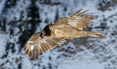 Bearded Vulture / Gypate barbu, Gypaetus barbatus, Valais, CH, 26.11.22 / 06.12.22
