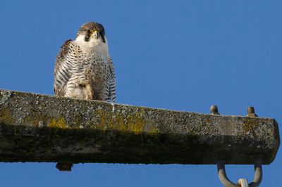 Faucon pèlerin, Falco peregrinus