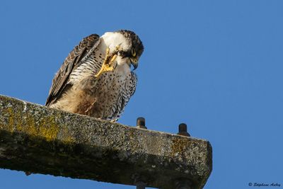 Faucon pèlerin, Falco peregrinus