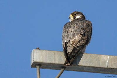 Faucon pèlerin, Falco peregrinus