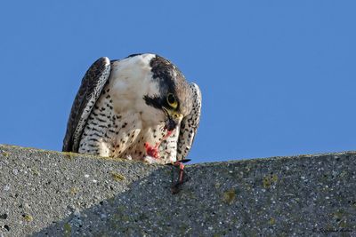 Faucon pèlerin, Falco peregrinus