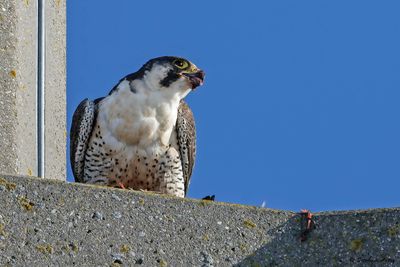 Faucon pèlerin, Falco peregrinus