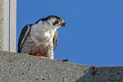 Faucon pèlerin, Falco peregrinus