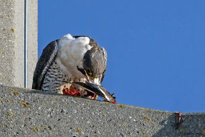 Faucon pèlerin, Falco peregrinus