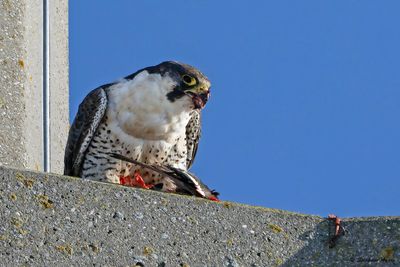 Faucon pèlerin, Falco peregrinus