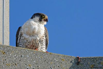 Faucon pèlerin, Falco peregrinus
