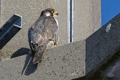 Faucon pèlerin, Falco peregrinus