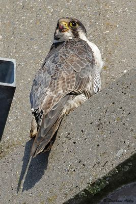 Faucon pèlerin, Falco peregrinus